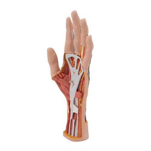 손 내부 모형 Life-Size Hand Model with Muscles, Tendons, Ligaments, Nerves & Arteries, 3 part, 1000349 [M18], 팔 및 손 골격 모형