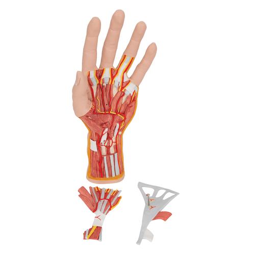 손 내부 모형 Life-Size Hand Model with Muscles, Tendons, Ligaments, Nerves & Arteries, 3 part, 1000349 [M18], 팔 및 손 골격 모형