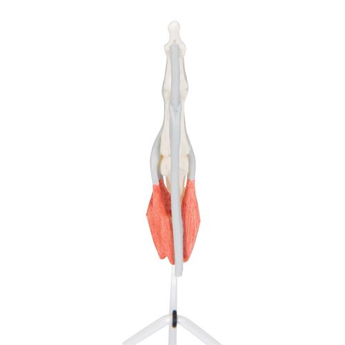 손가락 내부구조 모형

Internal Finger Structure Model, 1000350 [M19], 팔 및 손 골격 모형