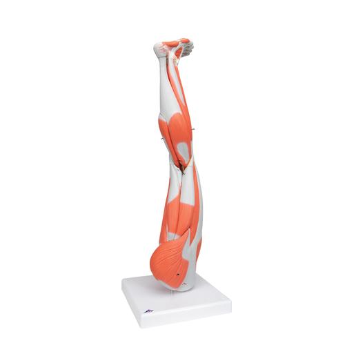 Muscle Leg Model, 3/4 Life-Size, 9 part, 1000351 [M20], Muscle Models