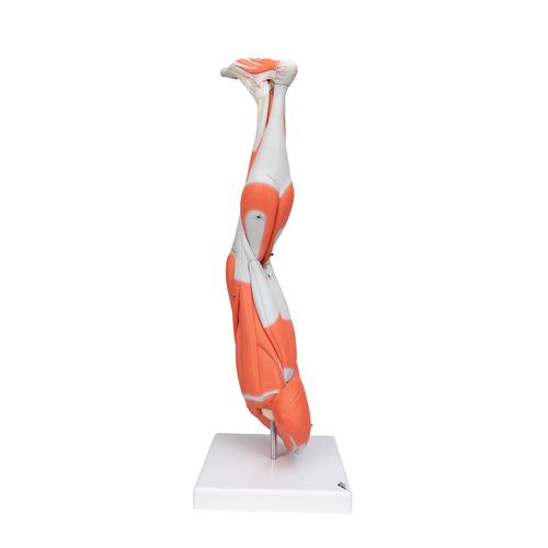 Muscles de la jambe, en 9 parties, 1000351 [M20], Modèles de musculatures