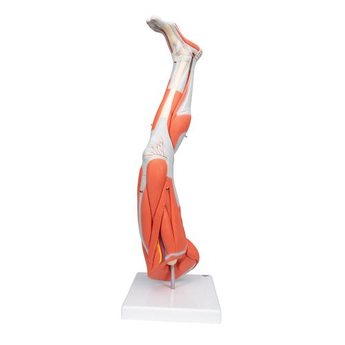 근육 다리모형 , 3/4 크기, 9 파트 Muscle Leg, 9 part, 3/4 Life Size, 1000351 [M20], 근육 모델