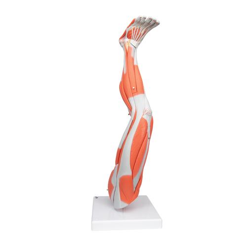 Muscle Leg Model, 3/4 Life-Size, 9 part, 1000351 [M20], Muscle Models