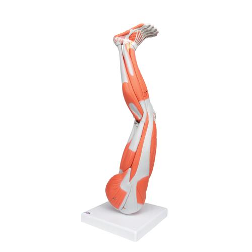 Muscles de la jambe, en 9 parties, 1000351 [M20], Modèles de musculatures