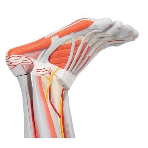 Muscles de la jambe, en 9 parties, 1000351 [M20], Modèles de musculatures