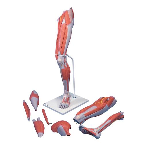 Músculos de la pierna de lujo, 7 partes, 1000352 [M21], Modelos de Musculatura