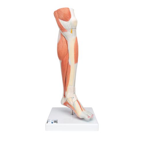 Pierna con músculos y con rodilla de lujo, 3 partes, 1000353 [M22], Modelos de Musculatura