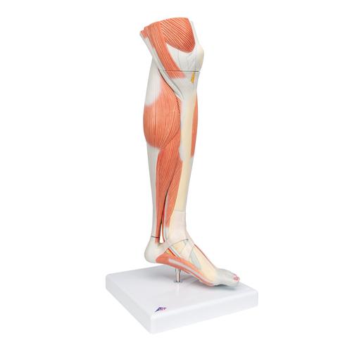 Life-Size Lower Muscle Leg Model with Detachable Knee, 3 part, 1000353 [M22], Muscle Models