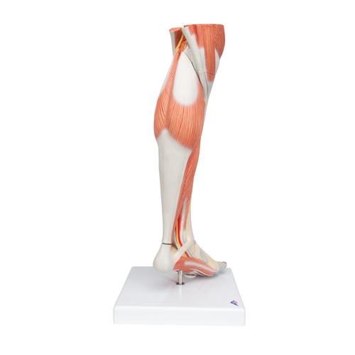 Life-Size Lower Muscle Leg Model with Detachable Knee, 3 part, 1000353 [M22], Muscle Models