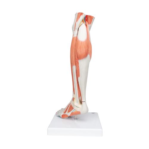 Life-Size Lower Muscle Leg Model with Detachable Knee, 3 part, 1000353 [M22], Muscle Models