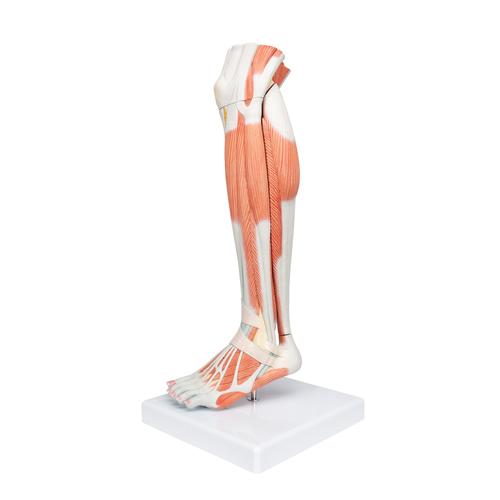 Life-Size Lower Muscle Leg Model with Detachable Knee, 3 part, 1000353 [M22], Muscle Models