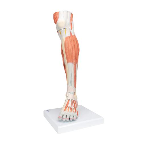 Life-Size Lower Muscle Leg Model with Detachable Knee, 3 part, 1000353 [M22], Muscle Models