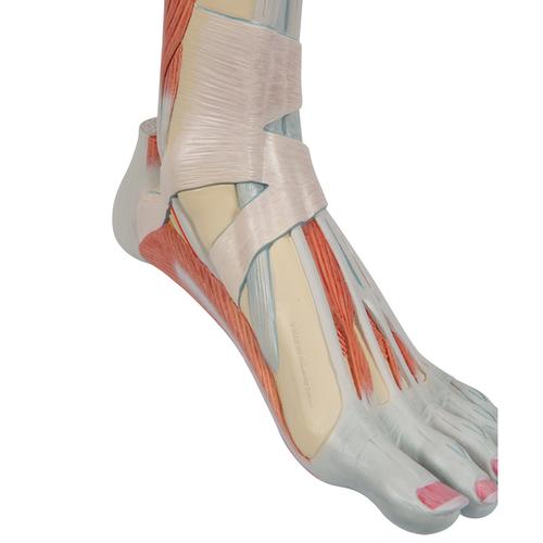 Pierna con músculos y con rodilla de lujo, 3 partes, 1000353 [M22], Modelos de Musculatura