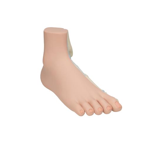 Normal Foot Model, 1000354 [M30], Joint Models