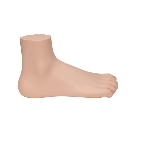 Normal Foot Model, 1000354 [M30], Joint Models