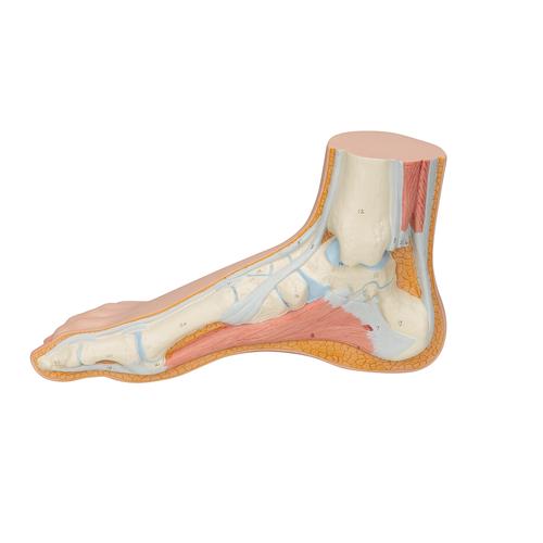 Normal Foot Model, 1000354 [M30], Joint Models