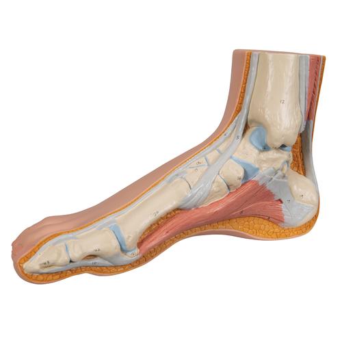 Normal Foot Model, 1000354 [M30], Joint Models