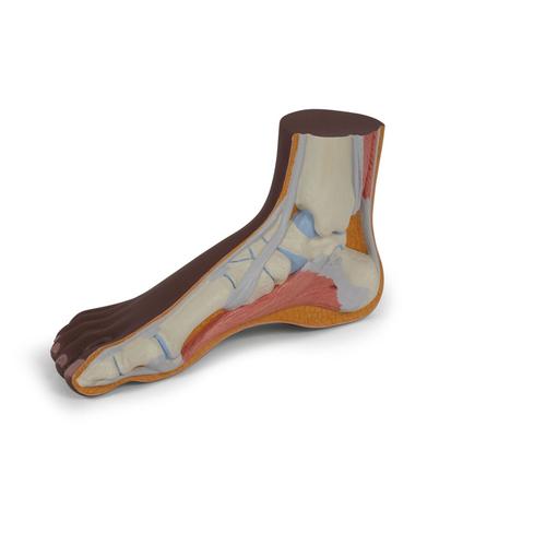 Normal Foot Model, dark skin - 3B Smart Anatomy, 1024387 [M30D], Joint Models