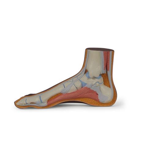 Normal Foot Model, dark skin - 3B Smart Anatomy, 1024387 [M30D], Joint Models