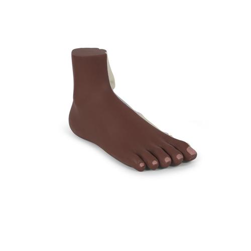 Normal Foot Model, dark skin - 3B Smart Anatomy, 1024387 [M30D], Joint Models