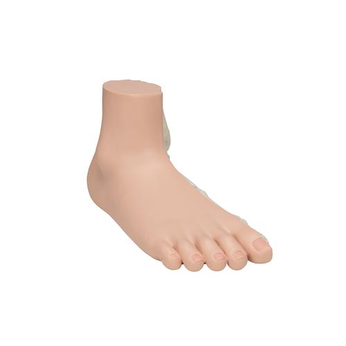 Flat Foot (Pes Planus) Model, 1000355 [M31], Joint Models