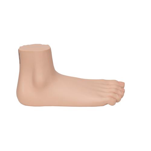 Flat Foot (Pes Planus) Model, 1000355 [M31], Joint Models