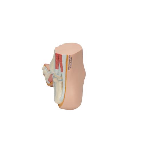 Модель стопы, полая - 3B Smart Anatomy, 1000356 [M32], Модели суставов, кисти и стопы человека