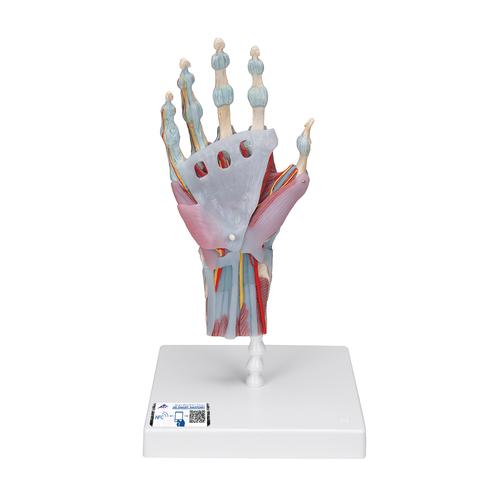 Modell des Handskeletts mit Bändern & Muskeln, 1000358 [M33/1], Gelenkmodelle