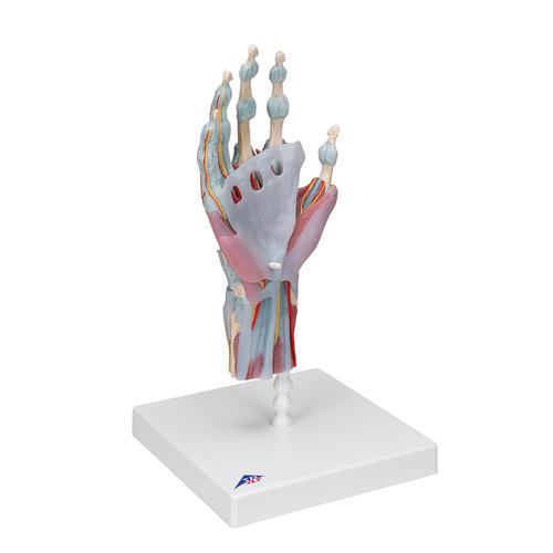 Modèle de squelette de la main avec ligaments et muscles, 1000358 [M33/1], Modèles d'articulations