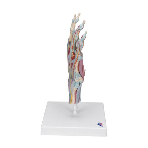 Modelo del esqueleto de la mano con ligamentos y músculos, 1000358 [M33/1], Modelos de esqueleto de brazo y mano