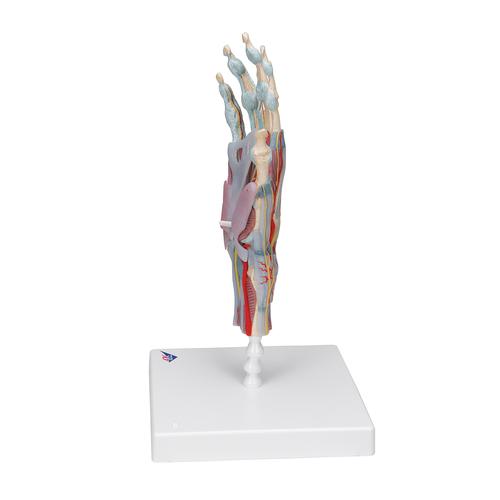 Modèle de squelette de la main avec ligaments et muscles, 1000358 [M33/1], Modèles d'articulations