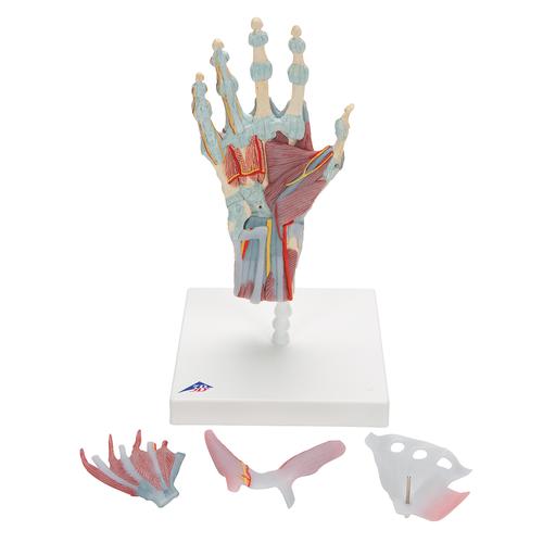 Modelo del esqueleto de la mano con ligamentos y músculos, 1000358 [M33/1], Modelos de esqueleto de brazo y mano