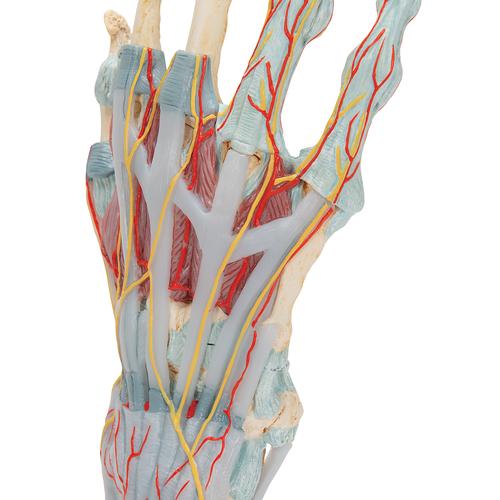 Modèle de squelette de la main avec ligaments et muscles, 1000358 [M33/1], Squelettes des membres supérieurs