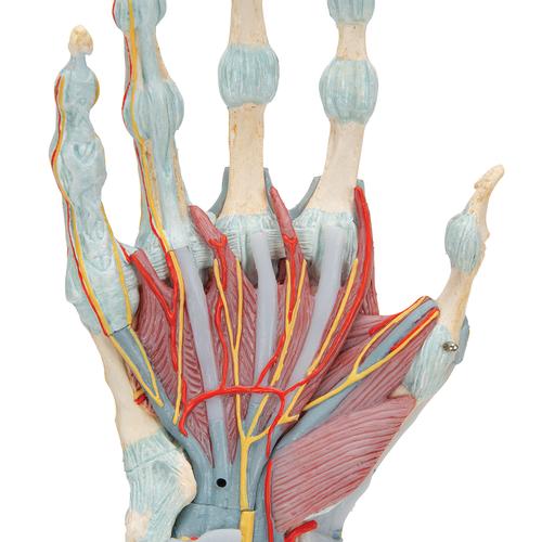 Bağlar ve Kaslarla birlikte El İskeleti Modeli, 1000358 [M33/1], El ve kol iskelet modelleri