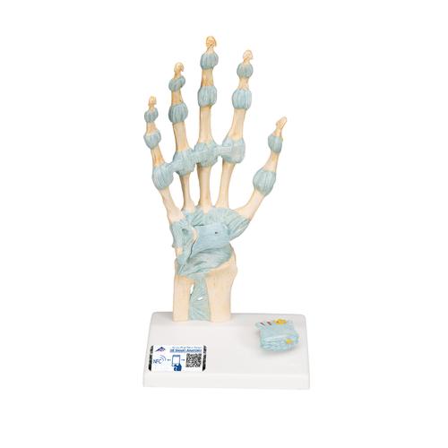 Modelo del esqueleto de la mano con ligamentos y túnel carpiano, 1000357 [M33], Modelos de esqueleto de brazo y mano