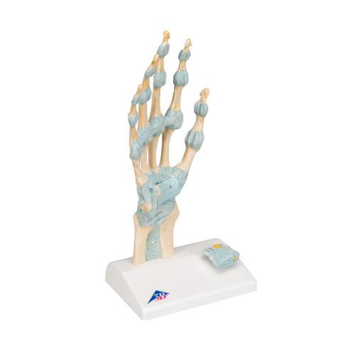 Modelo del esqueleto de la mano con ligamentos y túnel carpiano, 1000357 [M33], Modelos de esqueleto de brazo y mano