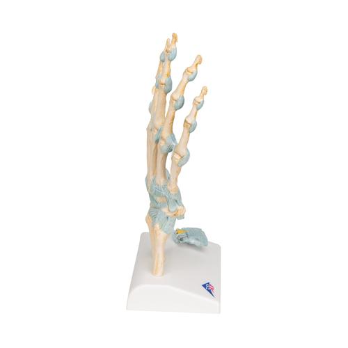 Modèle de squelette de la main avec ligaments et tunnel carpien, 1000357 [M33], Modèles d'articulations