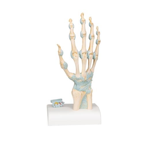 Modelo del esqueleto de la mano con ligamentos y túnel carpiano, 1000357 [M33], Modelos de esqueleto de brazo y mano