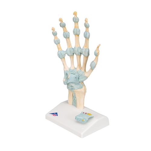 Modelo del esqueleto de la mano con ligamentos y túnel carpiano, 1000357 [M33], Modelos de esqueleto de brazo y mano