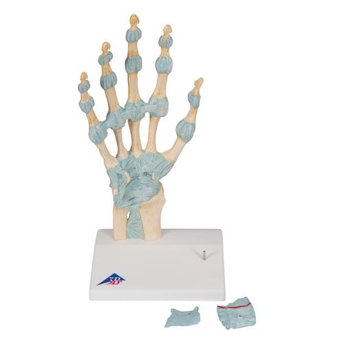 Modelo del esqueleto de la mano con ligamentos y túnel carpiano, 1000357 [M33], Modelos de esqueleto de brazo y mano