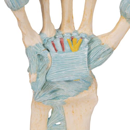 Modelo del esqueleto de la mano con ligamentos y túnel carpiano, 1000357 [M33], Modelos de esqueleto de brazo y mano