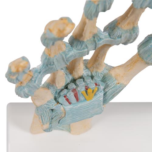 손 골격 모형 : 인대,손목터널 포함 Hand Skeleton Model with Ligaments and Carpal Tunnel, 1000357 [M33], 관절 모형