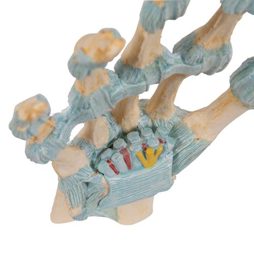 손 골격 모형 : 인대,손목터널 포함 Hand Skeleton Model with Ligaments and Carpal Tunnel, 1000357 [M33], 관절 모형