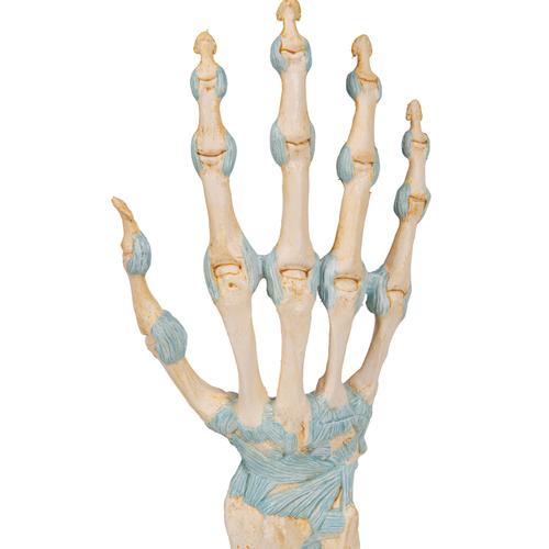 Modelo del esqueleto de la mano con ligamentos y túnel carpiano, 1000357 [M33], Modelos de esqueleto de brazo y mano