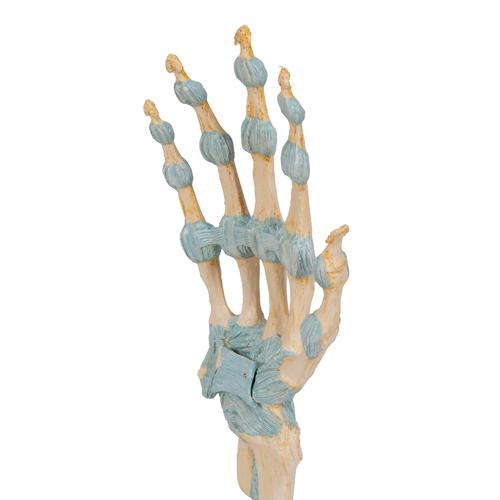 Modelo del esqueleto de la mano con ligamentos y túnel carpiano, 1000357 [M33], Modelos de esqueleto de brazo y mano