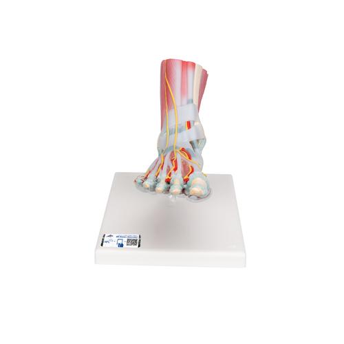 Ligamentler ve Kaslarla birlikte Ayak İskeleti Modeli - 3B Smart Anatomy, 1019421 [M34/1], Eklem Modelleri