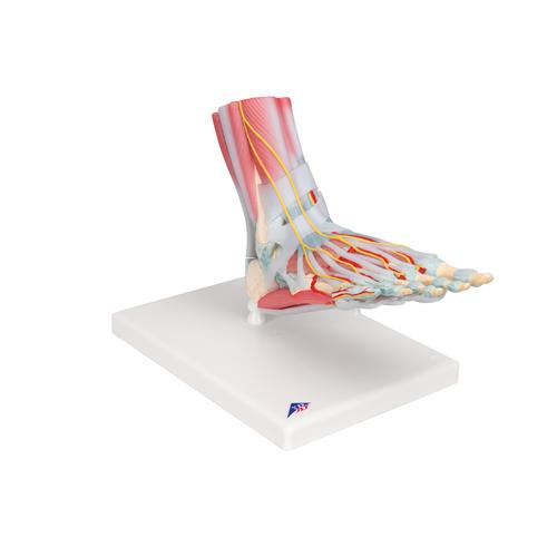 Ligamentler ve Kaslarla birlikte Ayak İskeleti Modeli - 3B Smart Anatomy, 1019421 [M34/1], Eklem Modelleri