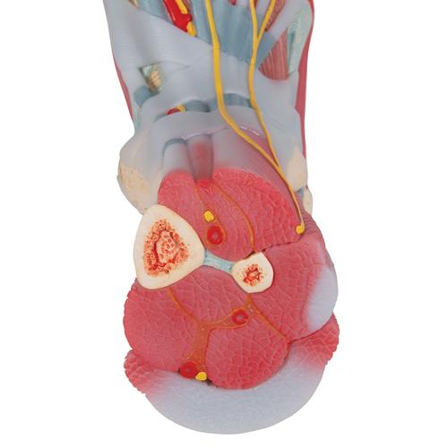 Ligamentler ve Kaslarla birlikte Ayak İskeleti Modeli - 3B Smart Anatomy, 1019421 [M34/1], Eklem Modelleri