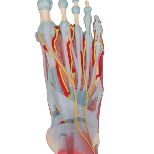 Foot Skeleton Model with Ligaments & Muscles, 1019421 [M34/1], Leg and Foot Skeleton Models