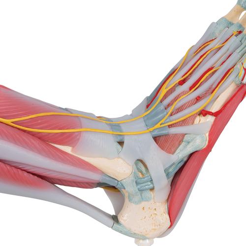 Foot Skeleton Model with Ligaments & Muscles, 1019421 [M34/1], Joint Models